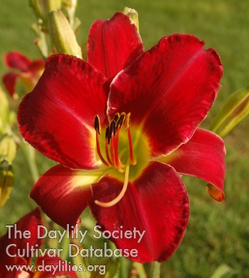 Daylily Council of Elders