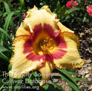 Daylily Country Cavalier