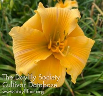 Daylily Country Song