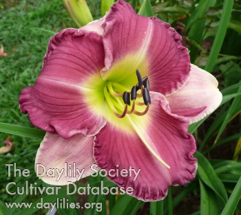 Daylily Cowboys Don't Cry