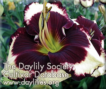 Daylily Crazy Ivan