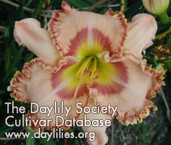 Daylily Creation Rejoices