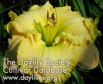 Daylily Creator's Song
