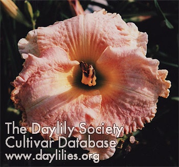 Daylily Crepe Pink