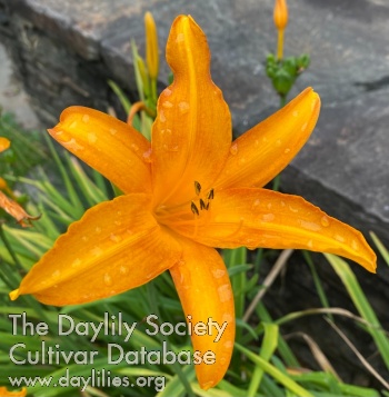 Daylily Cressida