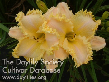 Daylily Crested Dragon
