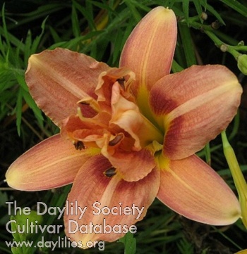 Daylily Crinkled Bouquet