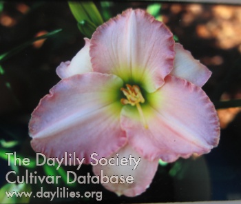 Daylily Crystalline Pink