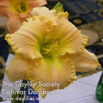 Daylily Crystelle's Love