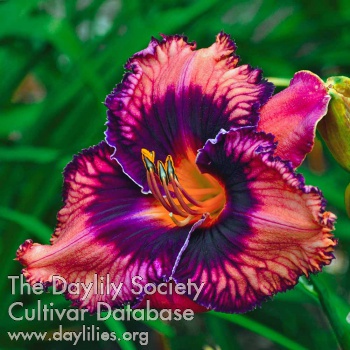 Daylily Cuitláhuac