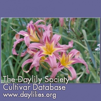Daylily Culture Vulture