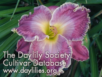 Daylily Cup of Cold Water