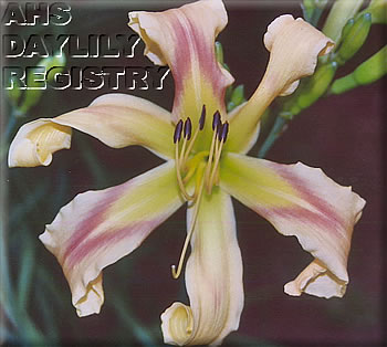 Daylily Curly Green Canary
