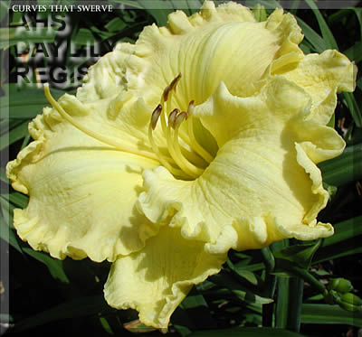 Daylily Curves That Swerve