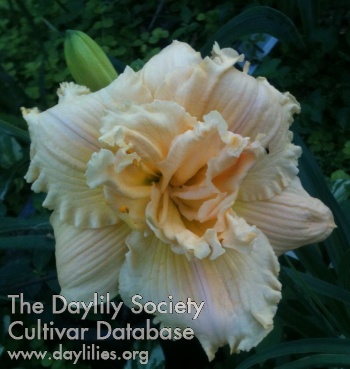 Daylily Chief Double Face