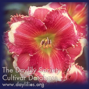 Daylily Calling All Angels
