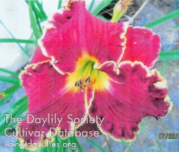 Daylily Canoochee Red Rover