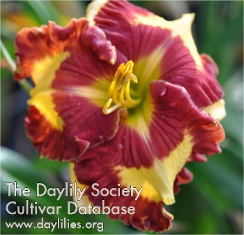 Daylily Can't Touch This