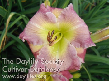 Daylily Caught up in the Clouds