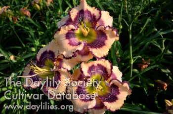 Daylily Charlotte's Desire