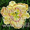 Daylily Charmed Life