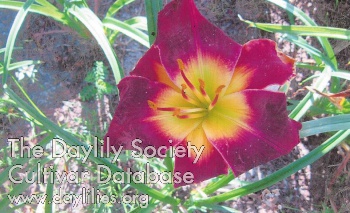 Daylily Charmed Memories