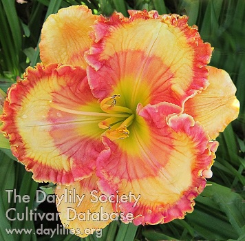 Daylily Check Me Out