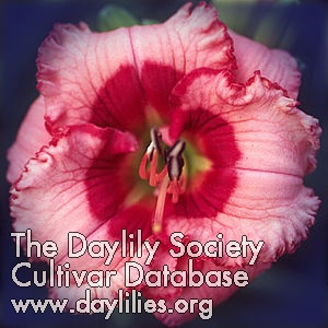 Daylily Cherry Valentine