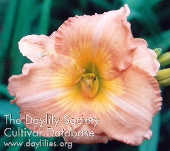 Daylily Chinese Pavilion