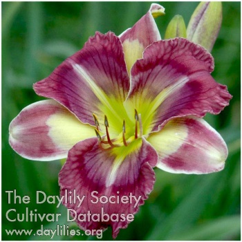 Daylily Chinese Water Lily