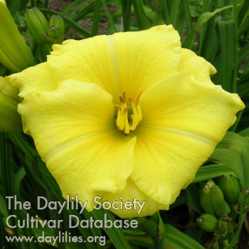 Daylily Circumradiant Dawn