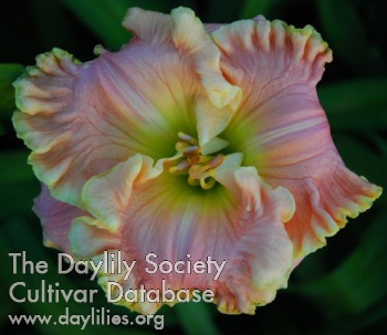 Daylily Clear Mountain Morning