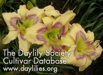 Daylily Coach's Painted Rock