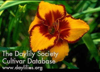 Daylily Colin Campbell