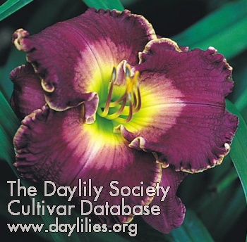 Daylily Collective Spirit