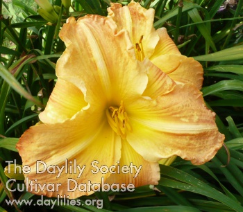 Daylily Comanche Drums