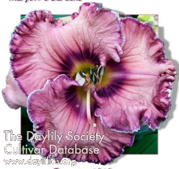 Daylily Competition