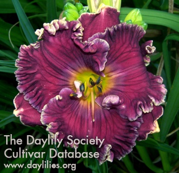 Daylily Confidante