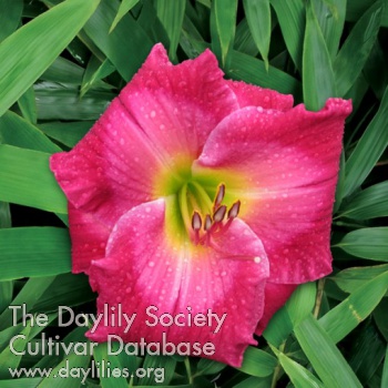 Daylily Crintonic in Living Color