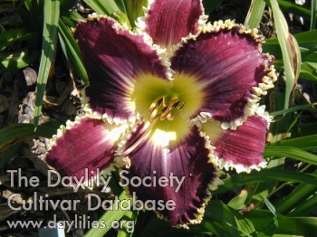 Daylily Crying in the Wilderness