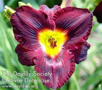 Daylily Darkside
