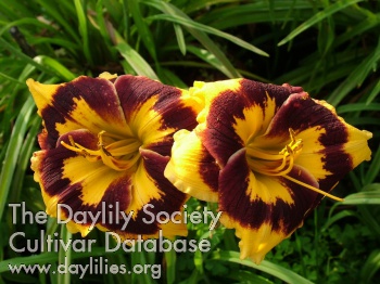 Daylily Deep Impact