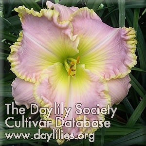 Daylily Diamond Girl