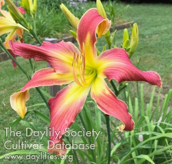 Daylily Daedalus Variations