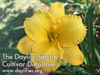 Daylily Daisy Belle Thorp