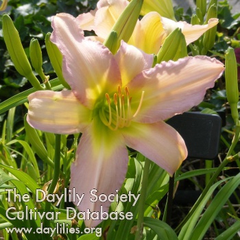 Daylily Dallas Star