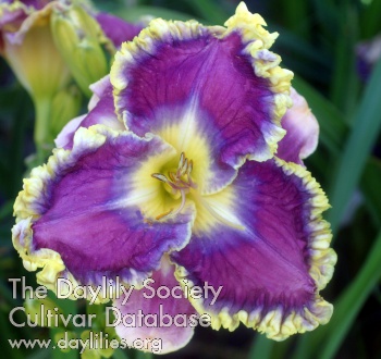 Daylily Dan Mack Mitchell