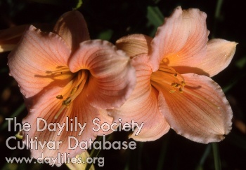 Daylily Dancing Pixie
