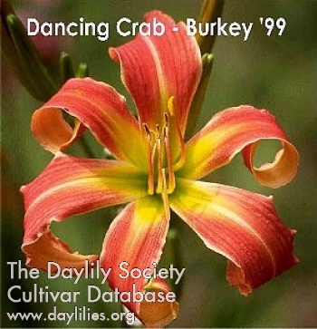Daylily Dancing Crab