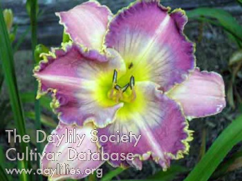 Daylily Dancing Waters